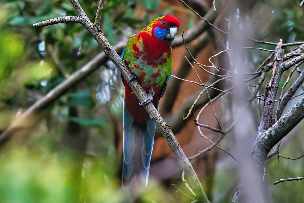 Crimson Rosella (Crimson) - ML622119897