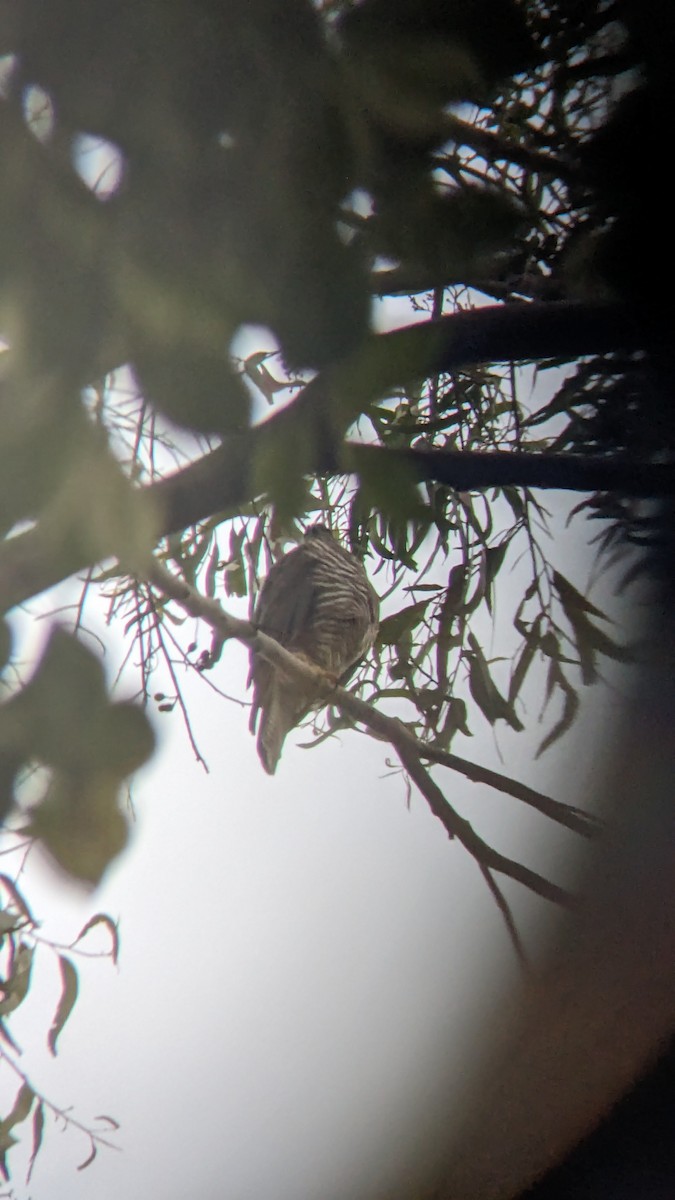 Fan-tailed Cuckoo - ML622119899