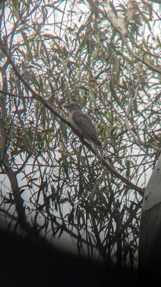 Fan-tailed Cuckoo - ML622119900