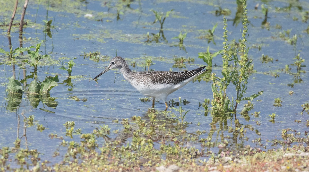 Greater Yellowlegs - ML622119906