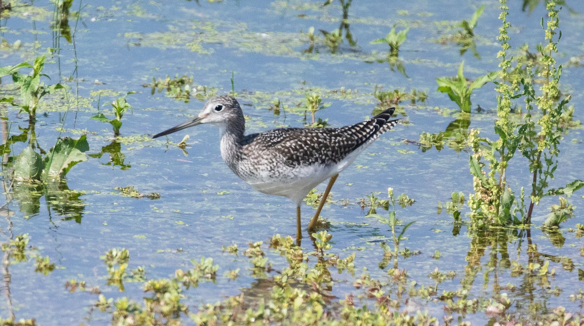 Greater Yellowlegs - ML622119907