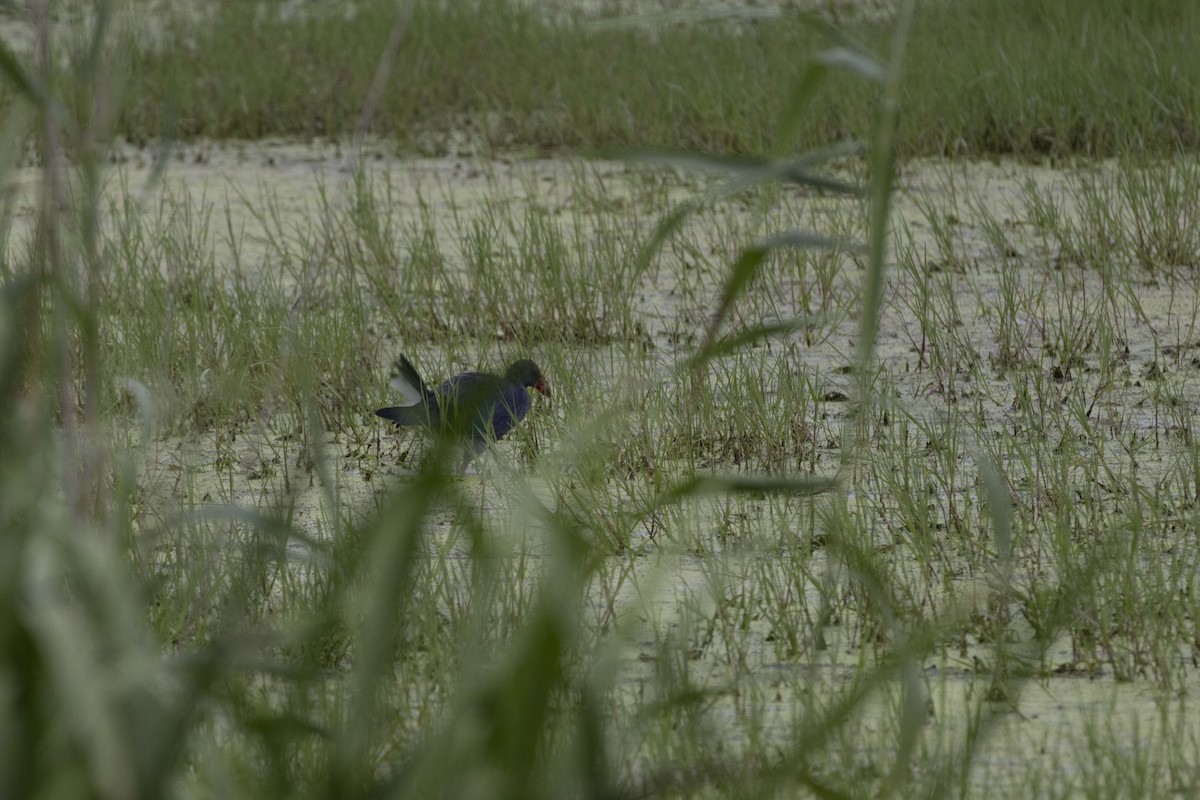 Gray-headed Swamphen - Pantea Golzari