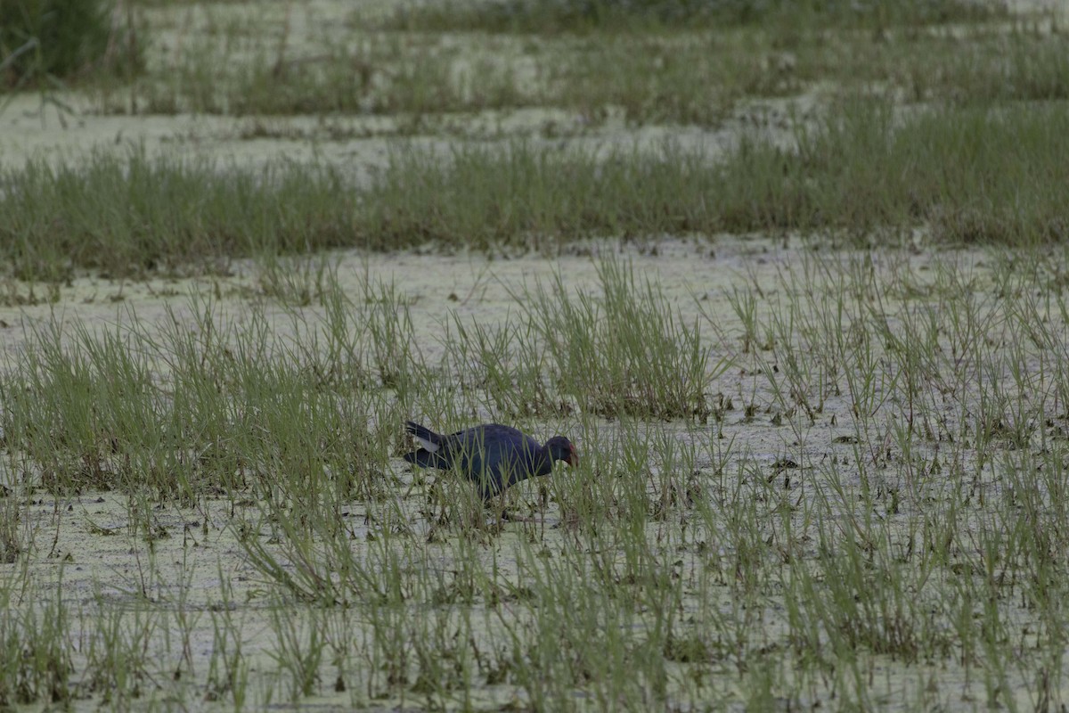 Gray-headed Swamphen - ML622119909