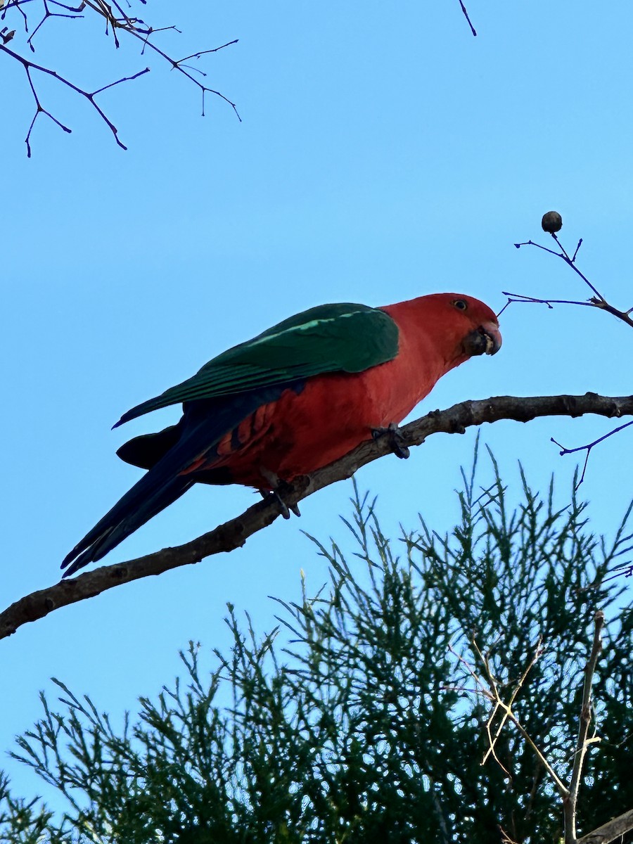 Australian King-Parrot - ML622119910