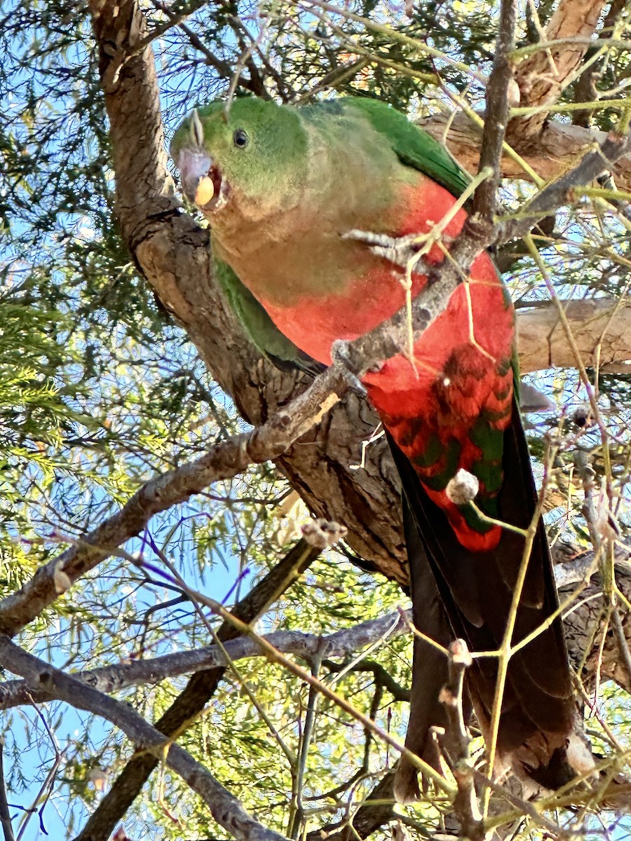 Australian King-Parrot - ML622119911