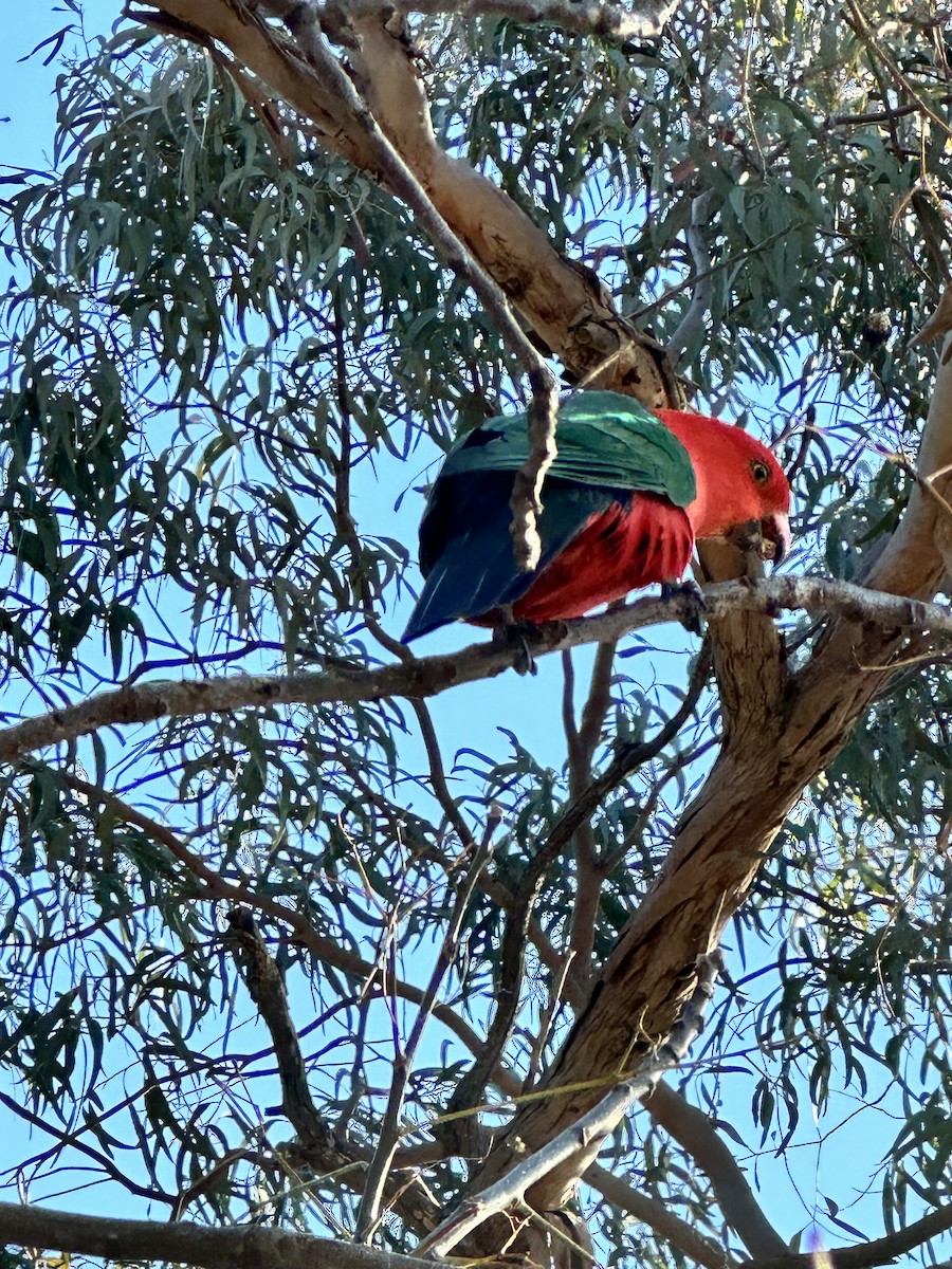 Australian King-Parrot - ML622119912