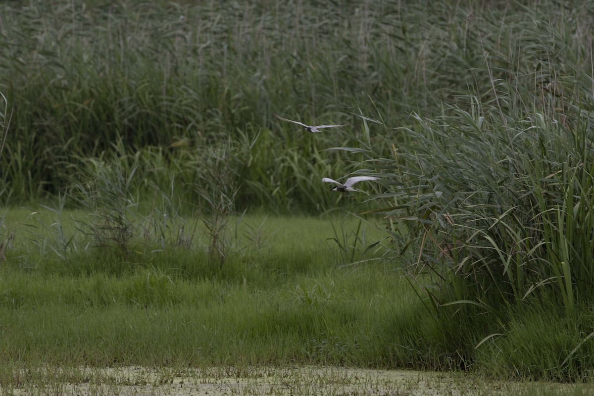 Whiskered Tern - ML622119917