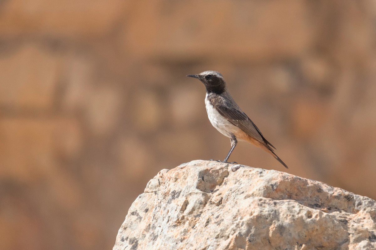 Kurdish Wheatear - ML622119920