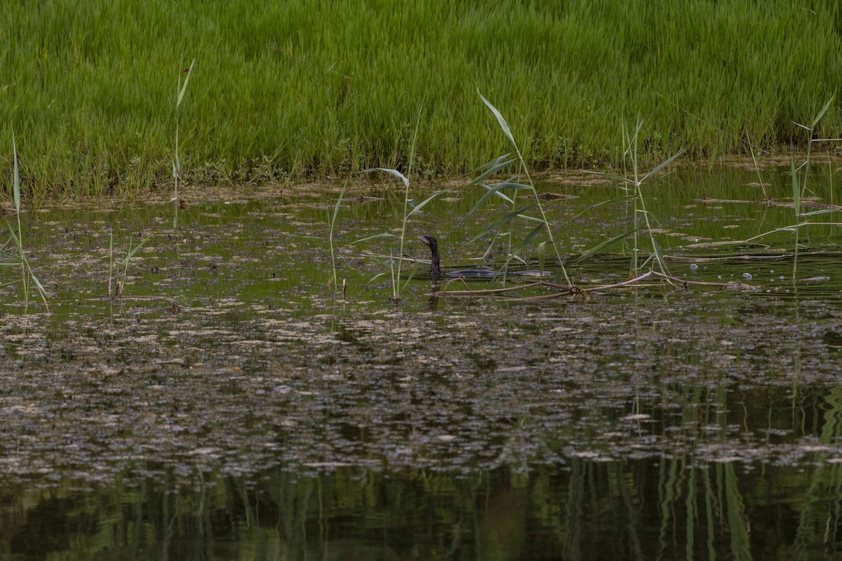 Pygmy Cormorant - ML622119924