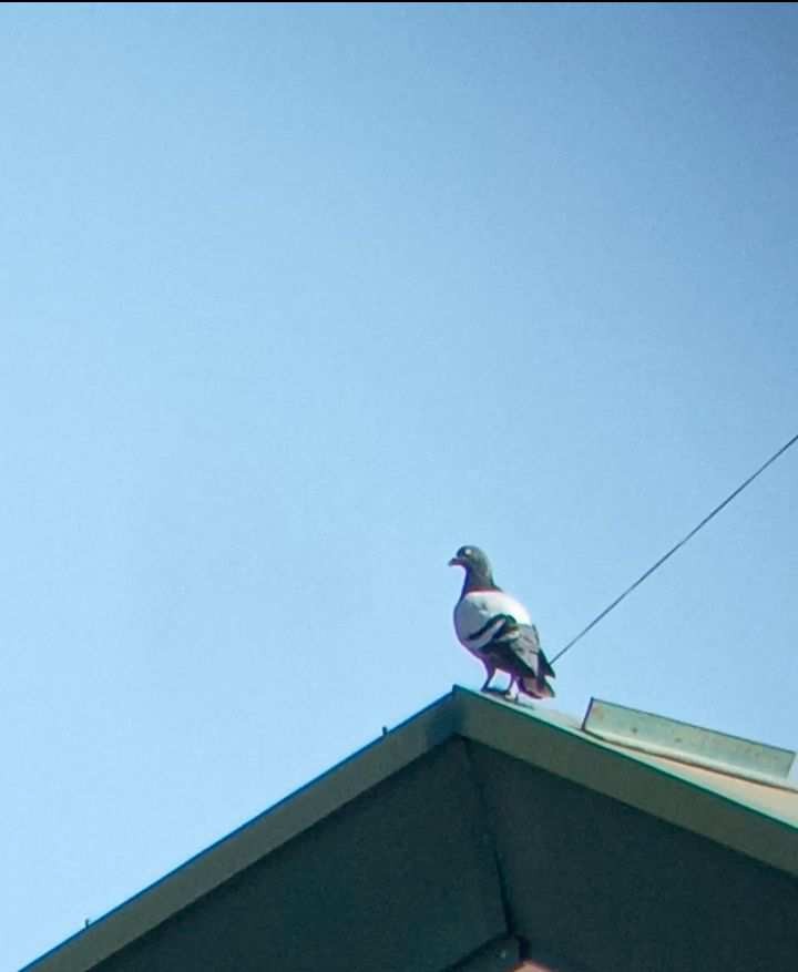 Rock Pigeon (Feral Pigeon) - ML622119925