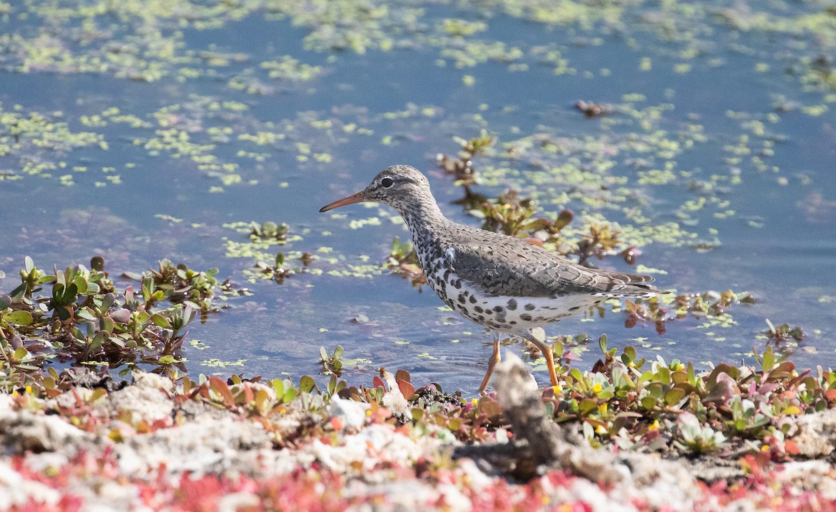 Spotted Sandpiper - ML622119927