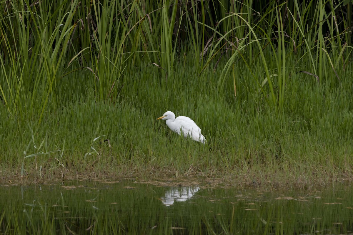 Western Cattle Egret - ML622119929