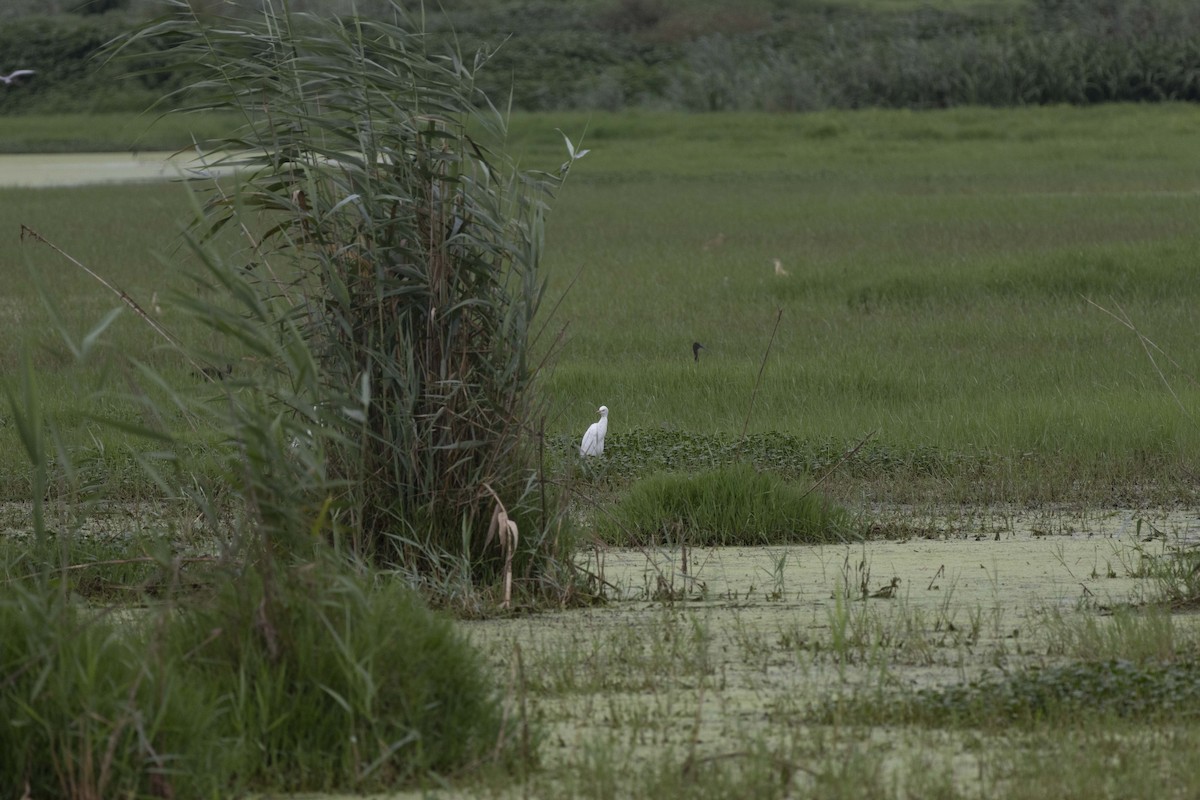 Western Cattle Egret - ML622119930