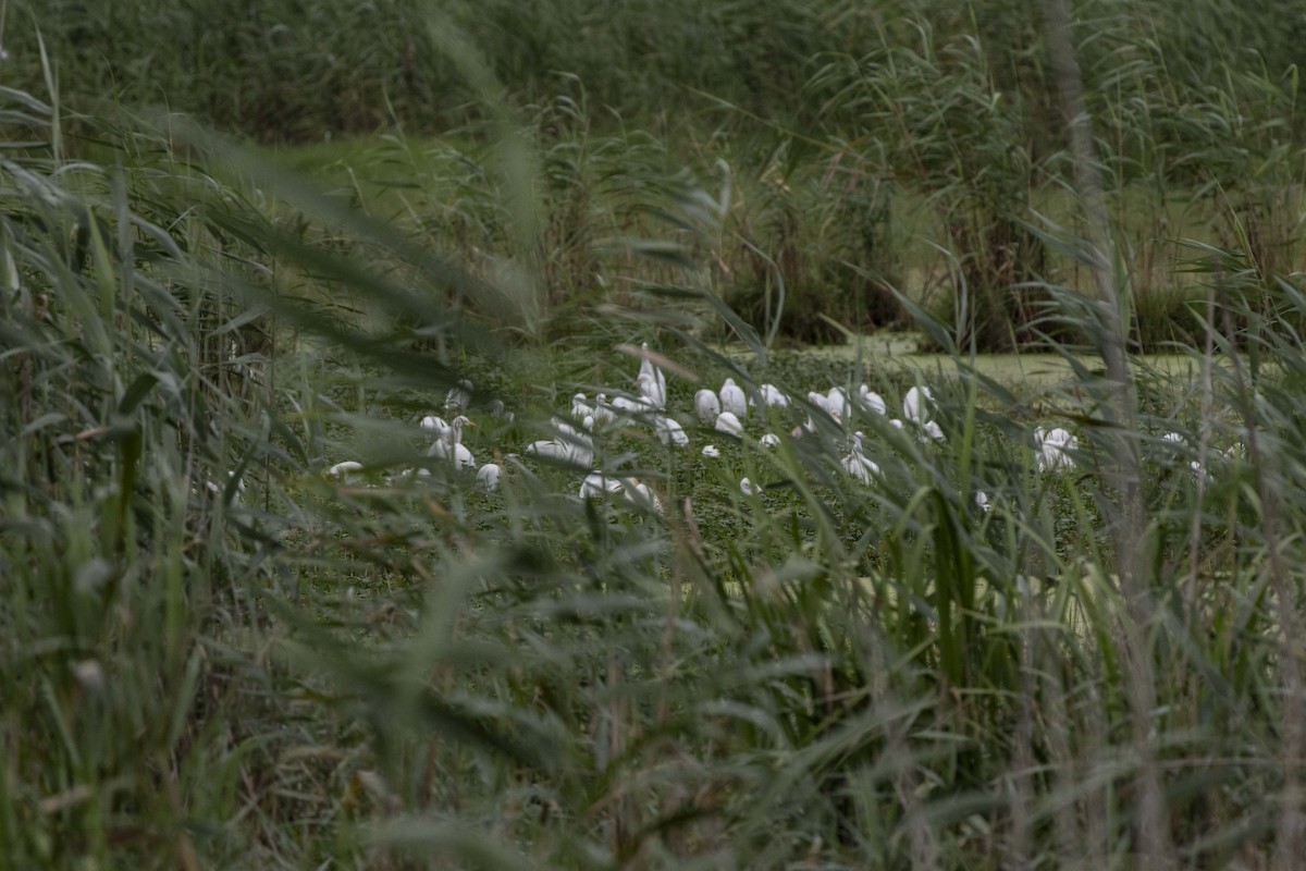 Western Cattle Egret - ML622119931