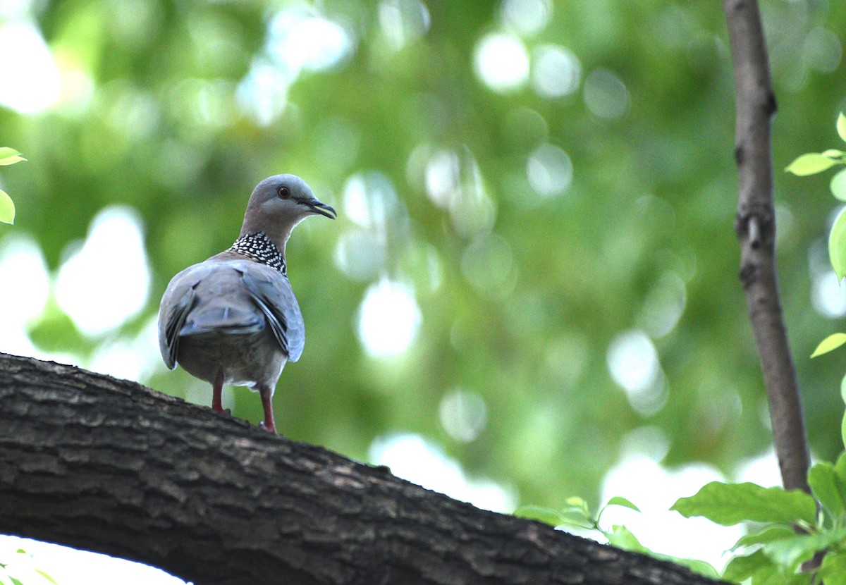 Spotted Dove - Toby Ye