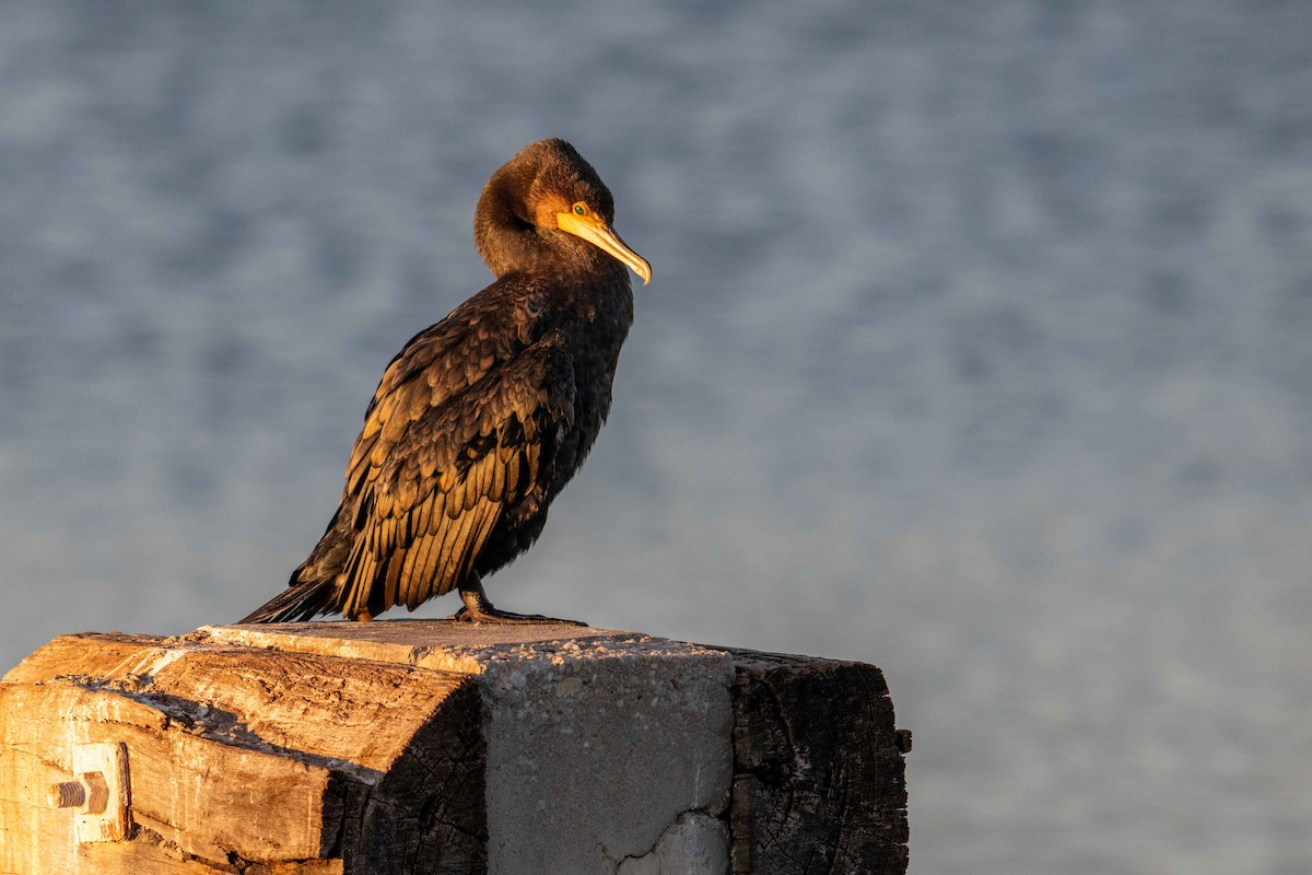 Great Cormorant - ML622119935