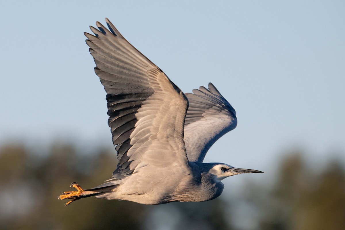 White-faced Heron - ML622119937