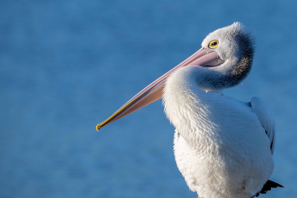 Australian Pelican - ML622119938