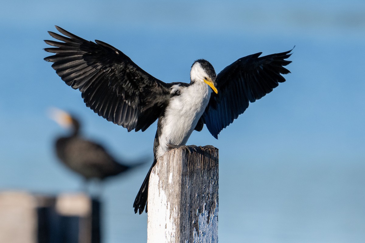 Little Pied Cormorant - ML622119940