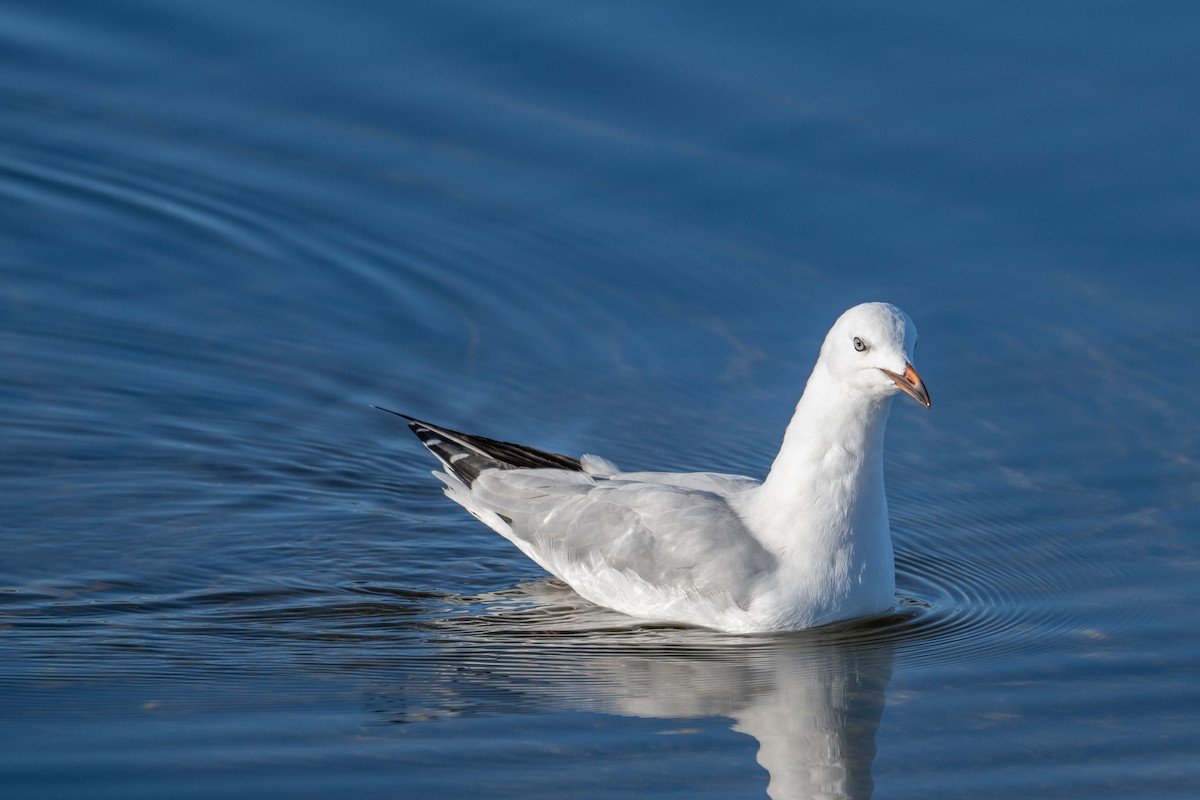 Silver Gull - ML622119941