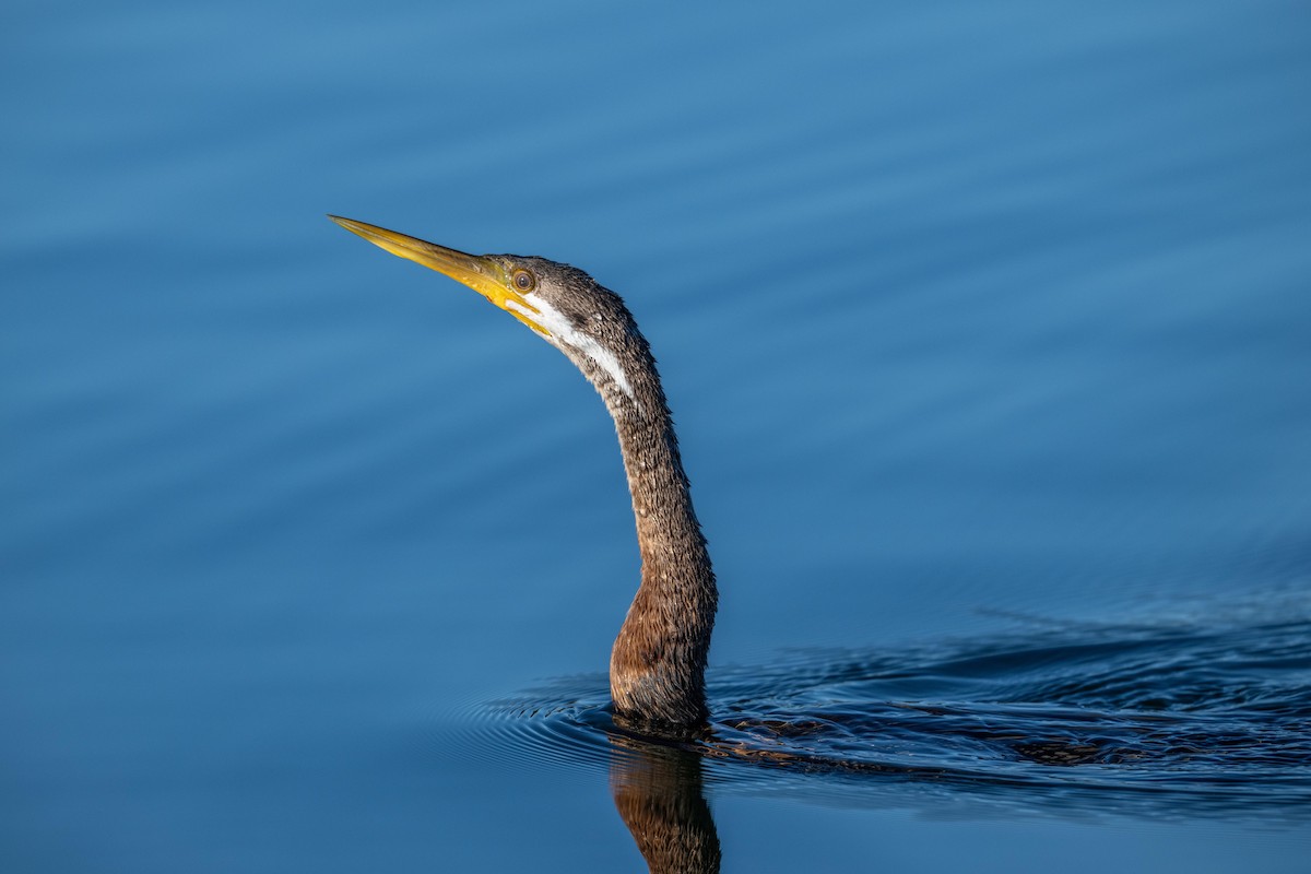 Australasian Darter - Sue Allison