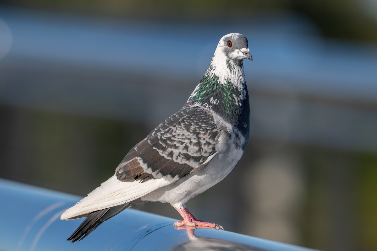 Rock Pigeon (Feral Pigeon) - ML622119943