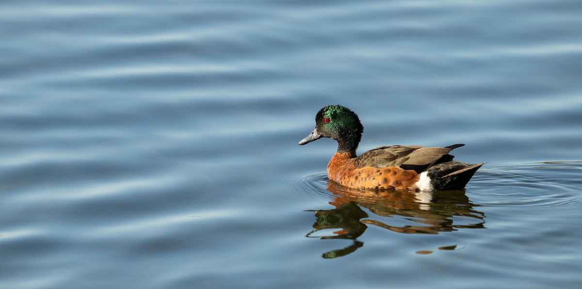 Chestnut Teal - ML622119944