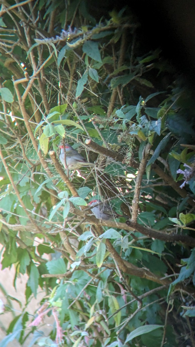 Red-browed Firetail - ML622119957