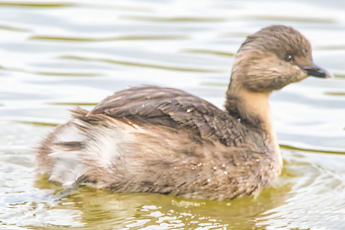 Hoary-headed Grebe - ML622119959