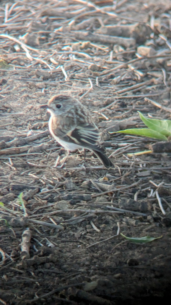 Red-capped Robin - ML622119960