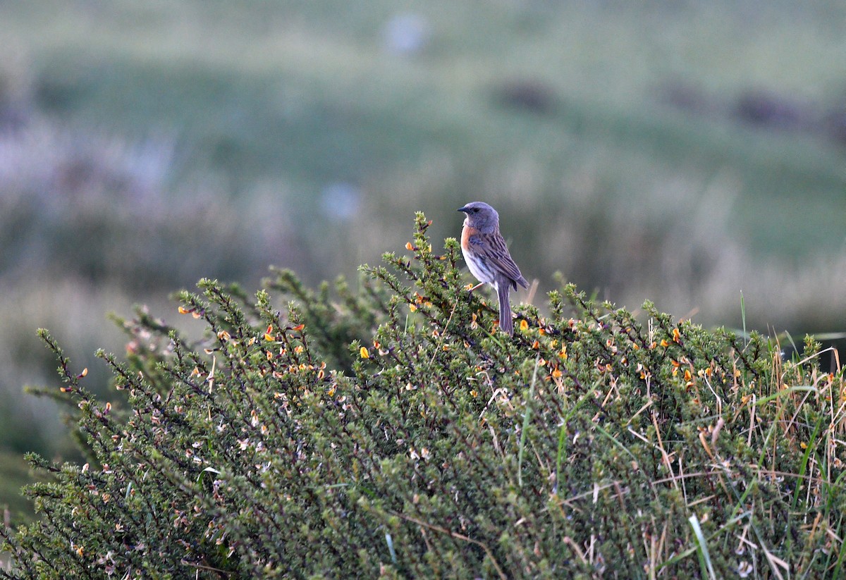 Robin Accentor - ML622119962