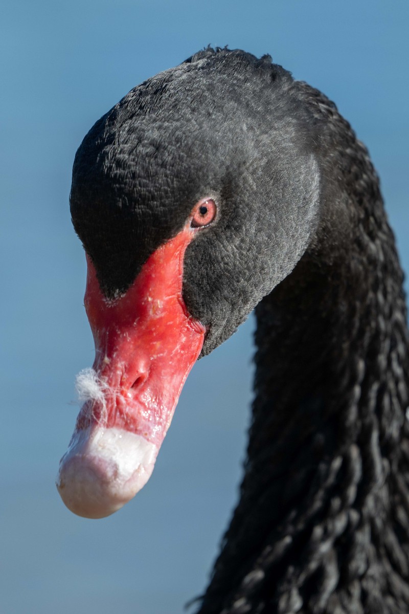 Black Swan - Sue Allison