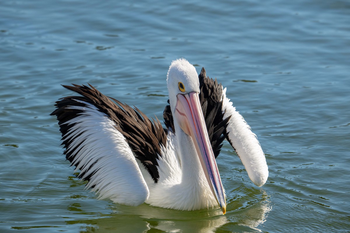 Australian Pelican - ML622119964