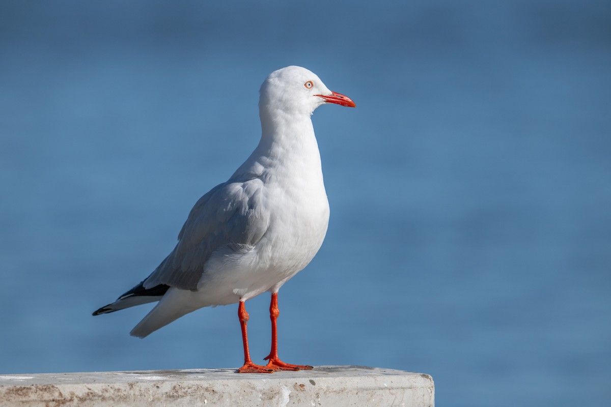 Silver Gull - ML622119965