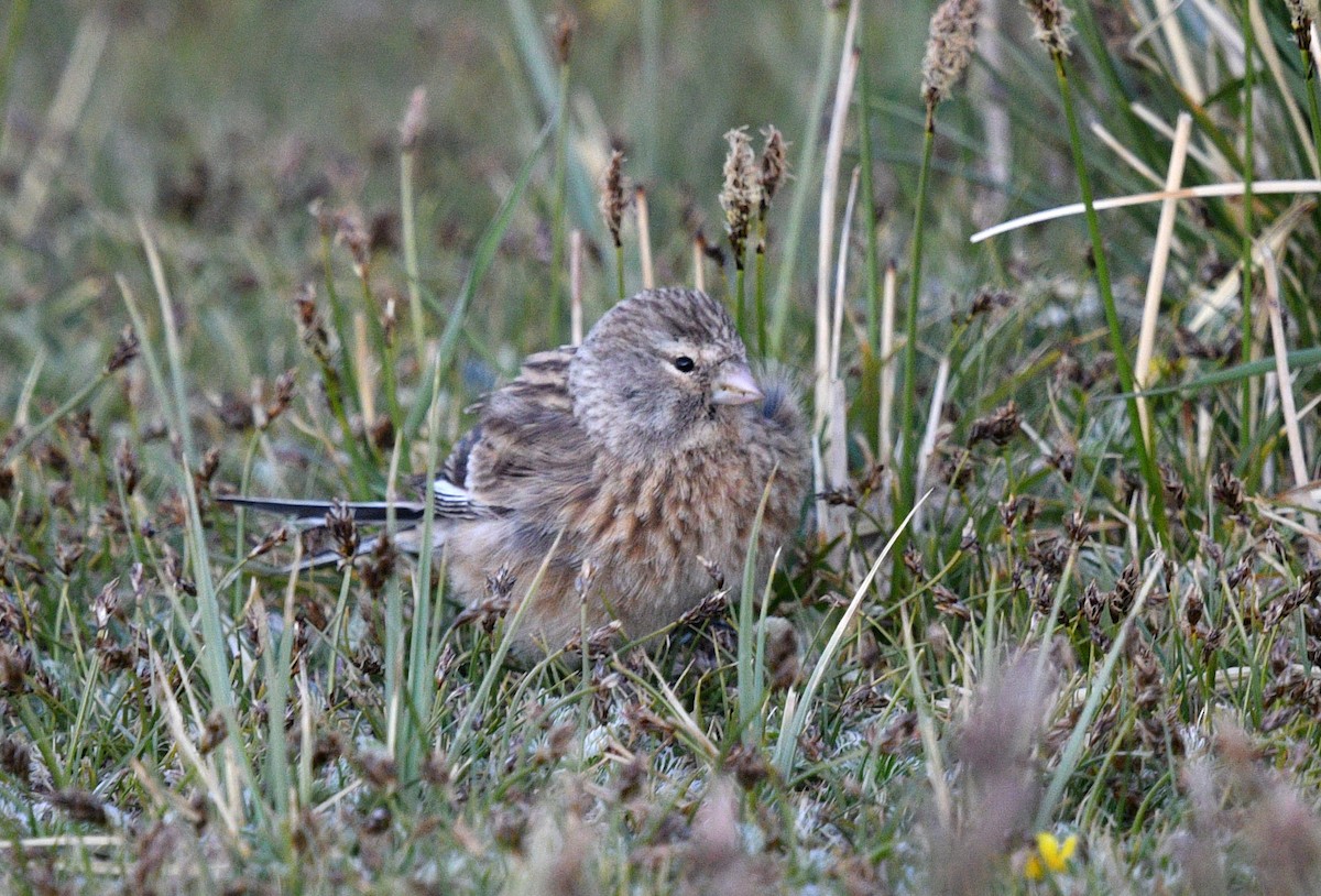 Twite - ML622119966