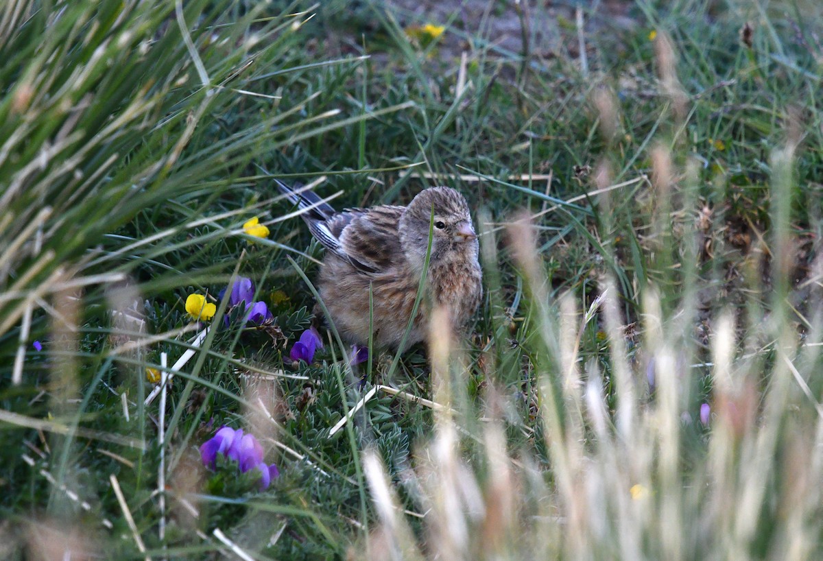 Twite - ML622119967