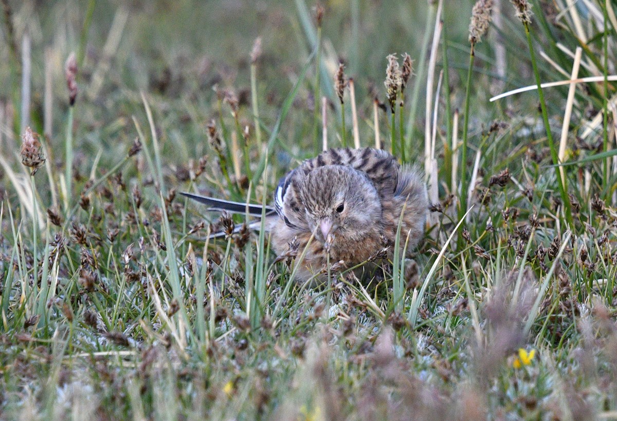 Twite - ML622119968