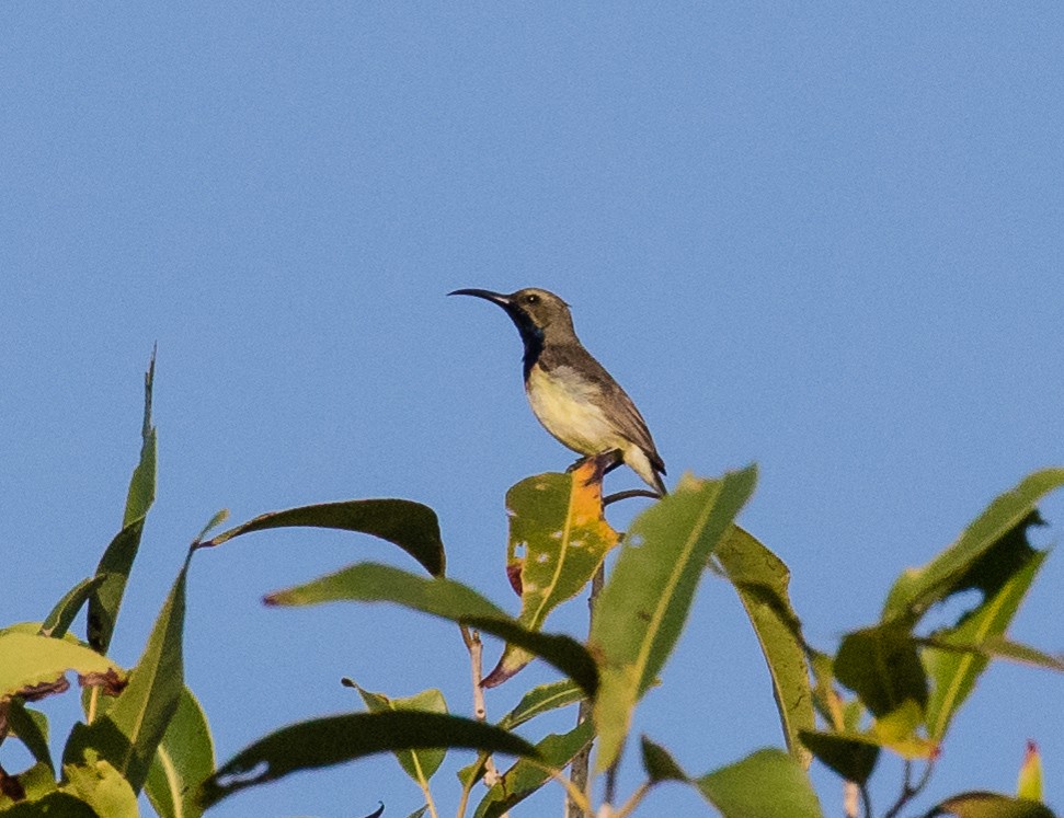 Ornate Sunbird - ML622119969