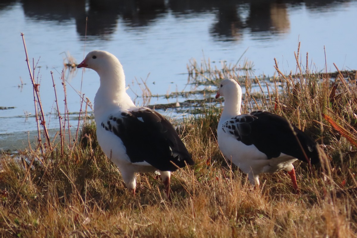 Andean Goose - Arturo  Reynoso Basurto