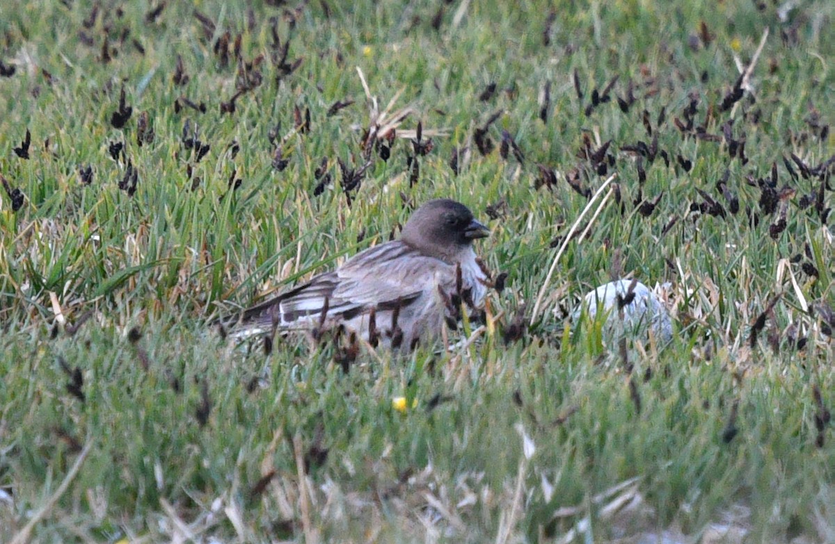 Black-headed Mountain Finch - ML622119971