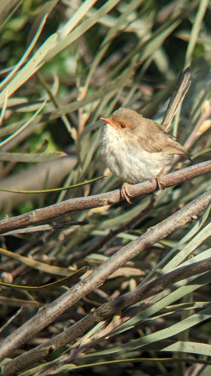 Superb Fairywren - ML622119972