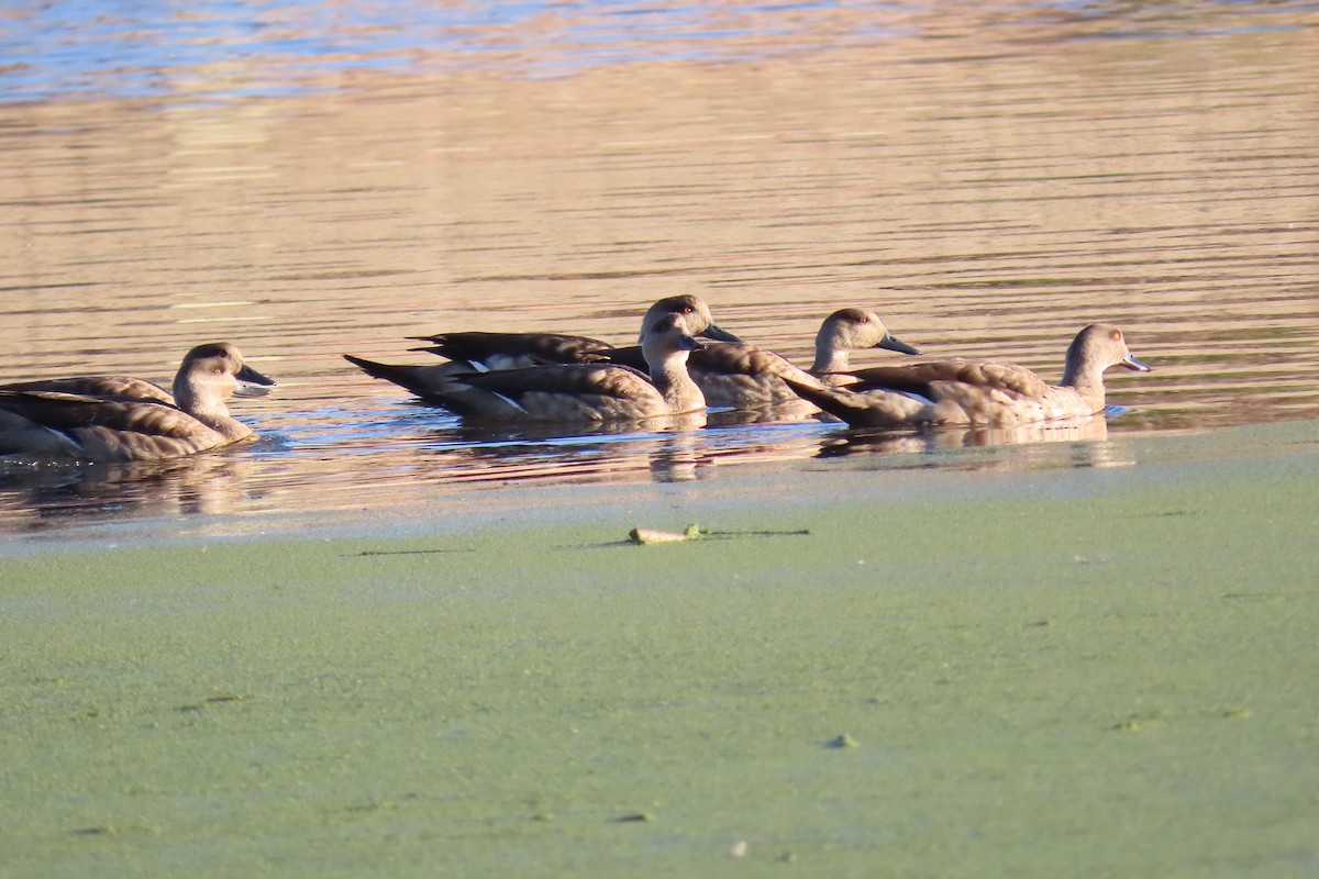 Crested Duck - ML622119973