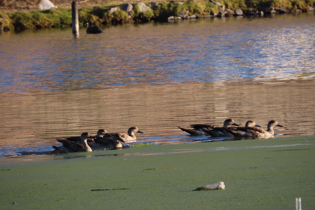 Crested Duck - ML622119974