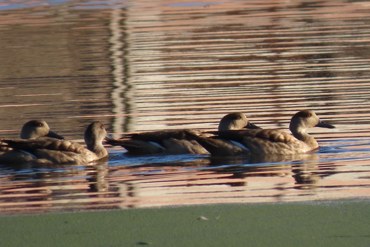 Crested Duck - Arturo  Reynoso Basurto