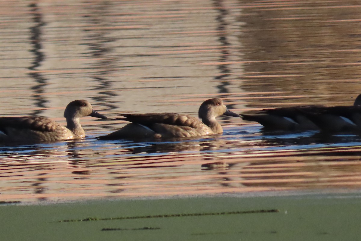 Crested Duck - ML622119976