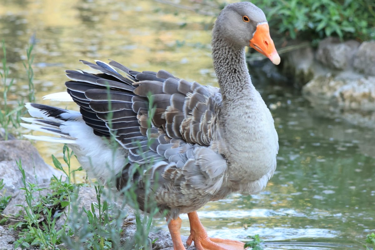 Graylag Goose (Domestic type) - Otha Savage