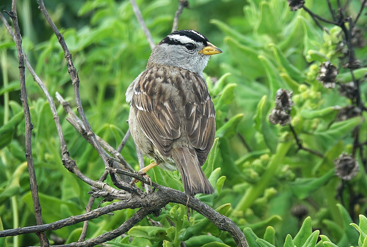 White-crowned Sparrow - ML622119978