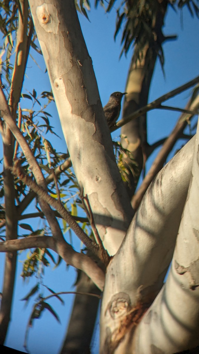 Fan-tailed Cuckoo - ML622119980