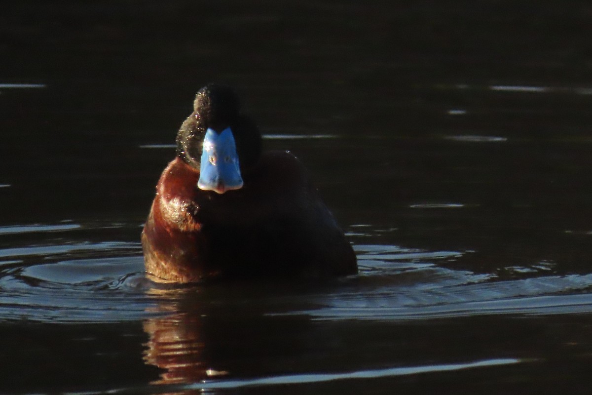 Andean Duck - ML622119981