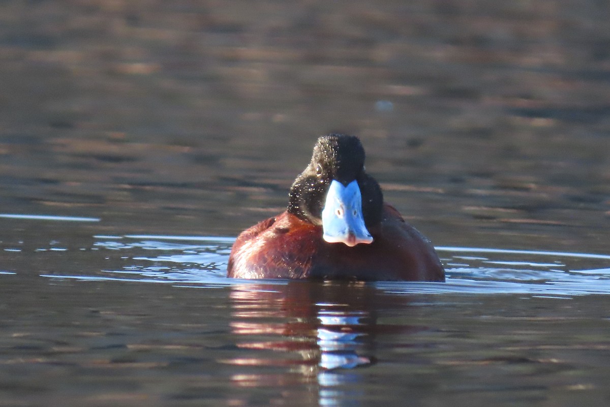 Andean Duck - ML622119982